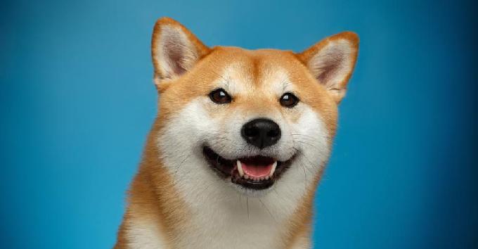 دوج کوین (Dogecoin) چیست؟ همه چیز درباره دوج کوین
